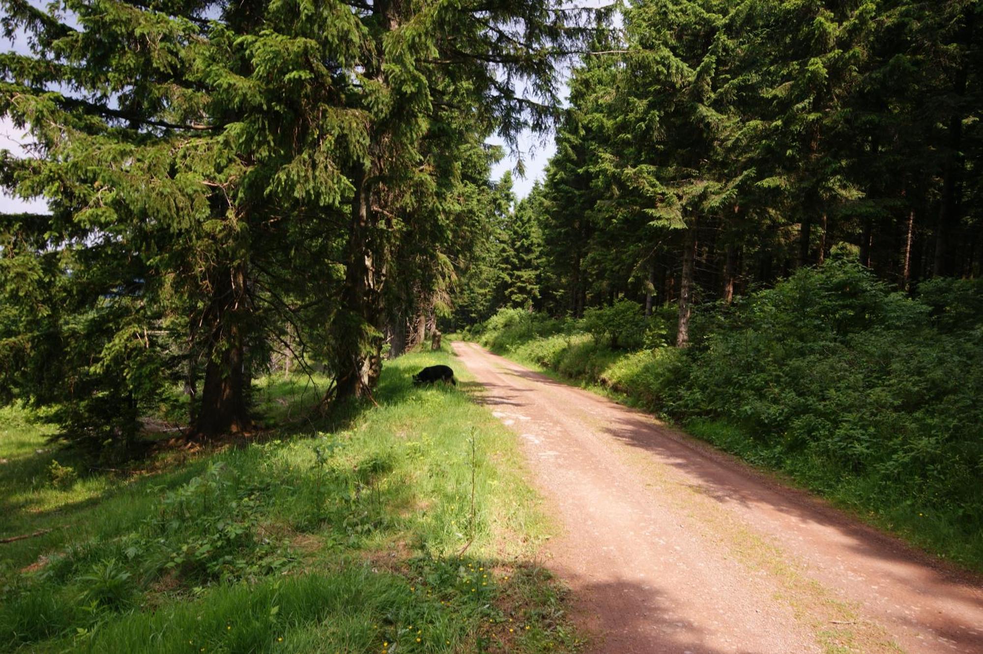 פורטוואנגן Hoehengasthaus Kolmenhof An Der Donauquelle מראה חיצוני תמונה
