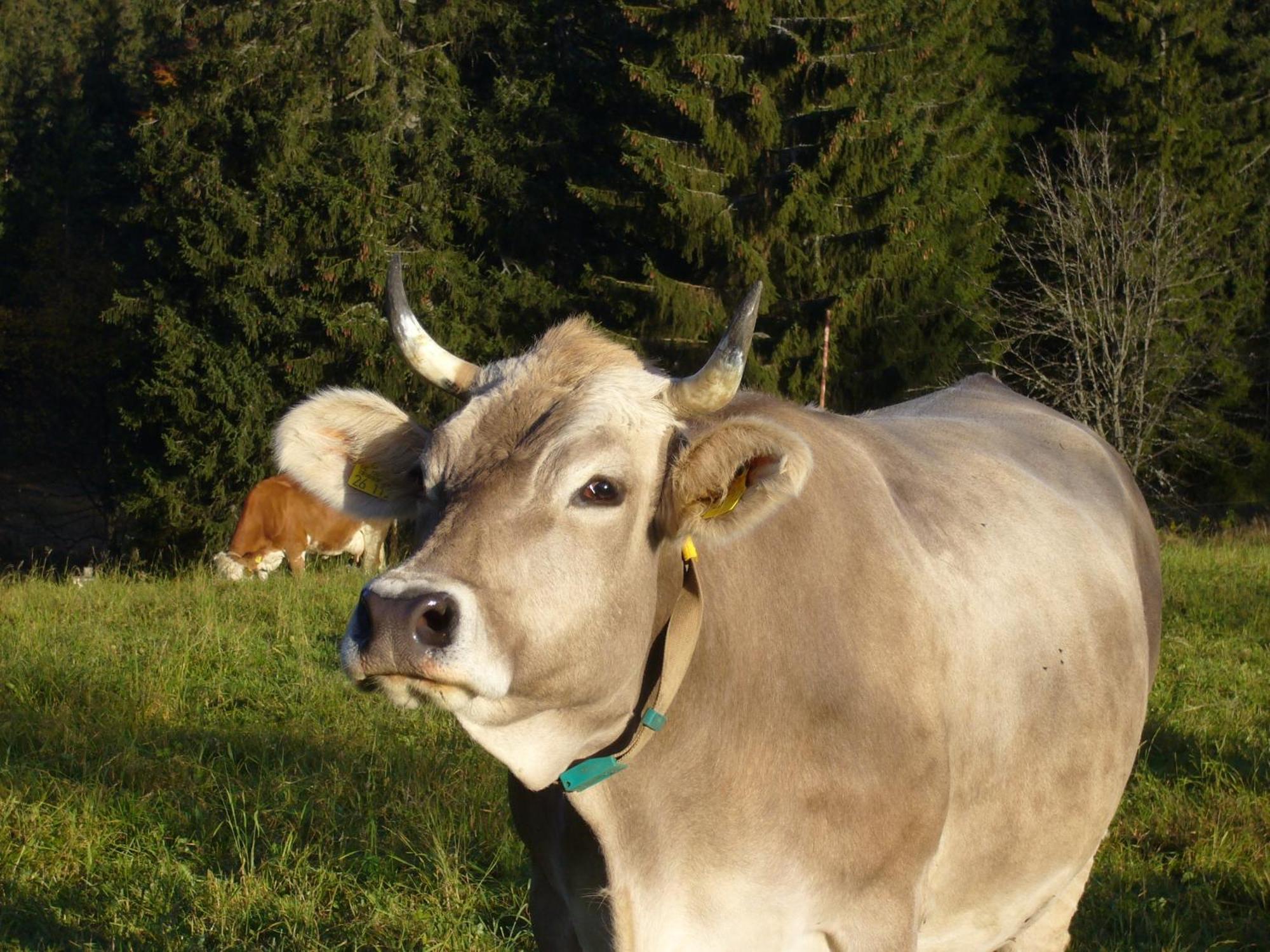 פורטוואנגן Hoehengasthaus Kolmenhof An Der Donauquelle מראה חיצוני תמונה